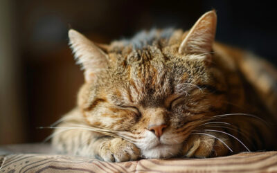 Stress bei Katzen: Ursachen und wie du helfen kannst