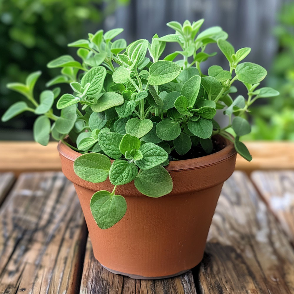 Oregano