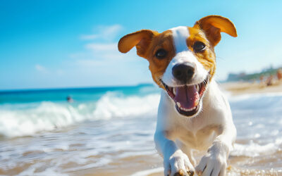 Urlaub mit dem Hund: Tipps für eine stressfreie Reise