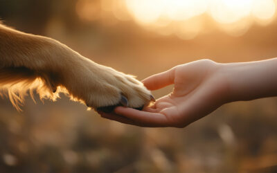 Welcher Hund passt zu mir? So findest du die perfekte Hunderasse für dich