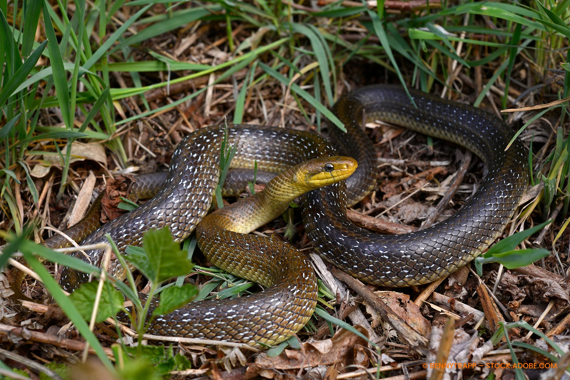 Äskulapnatter Zamenis longissimus