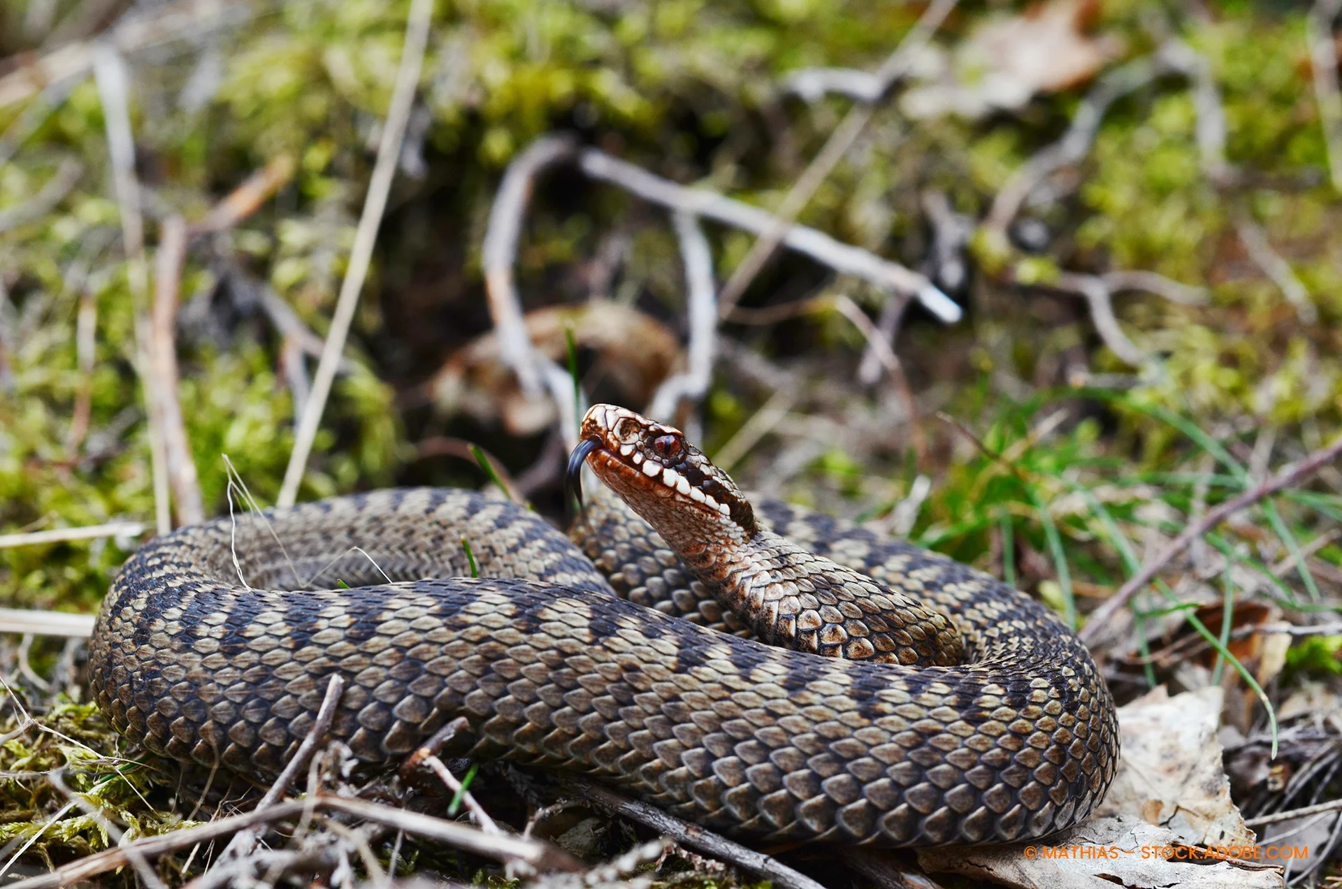 Kreuzotter Vipera berus