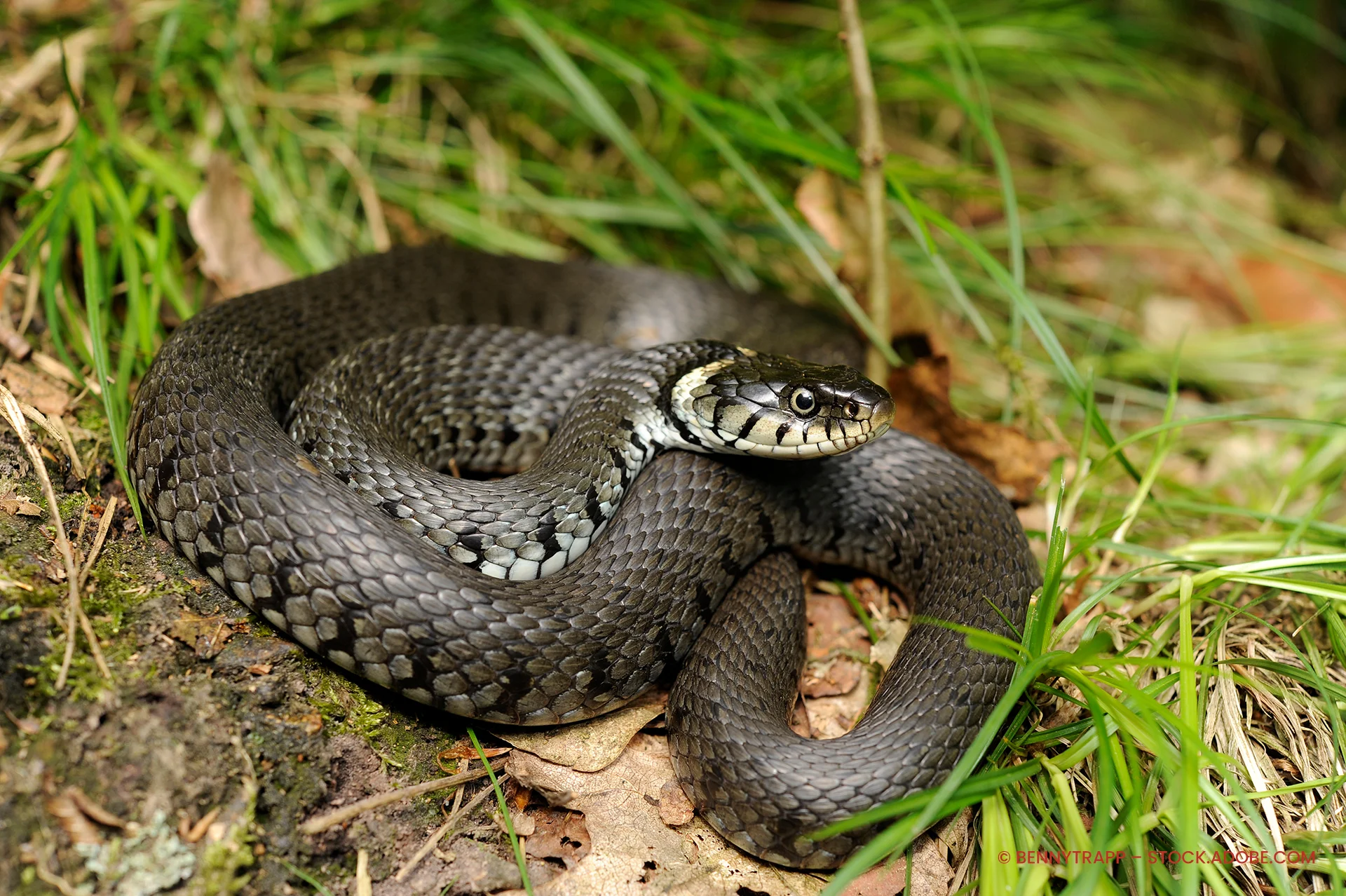 Ringelnatter Natrix natrix
