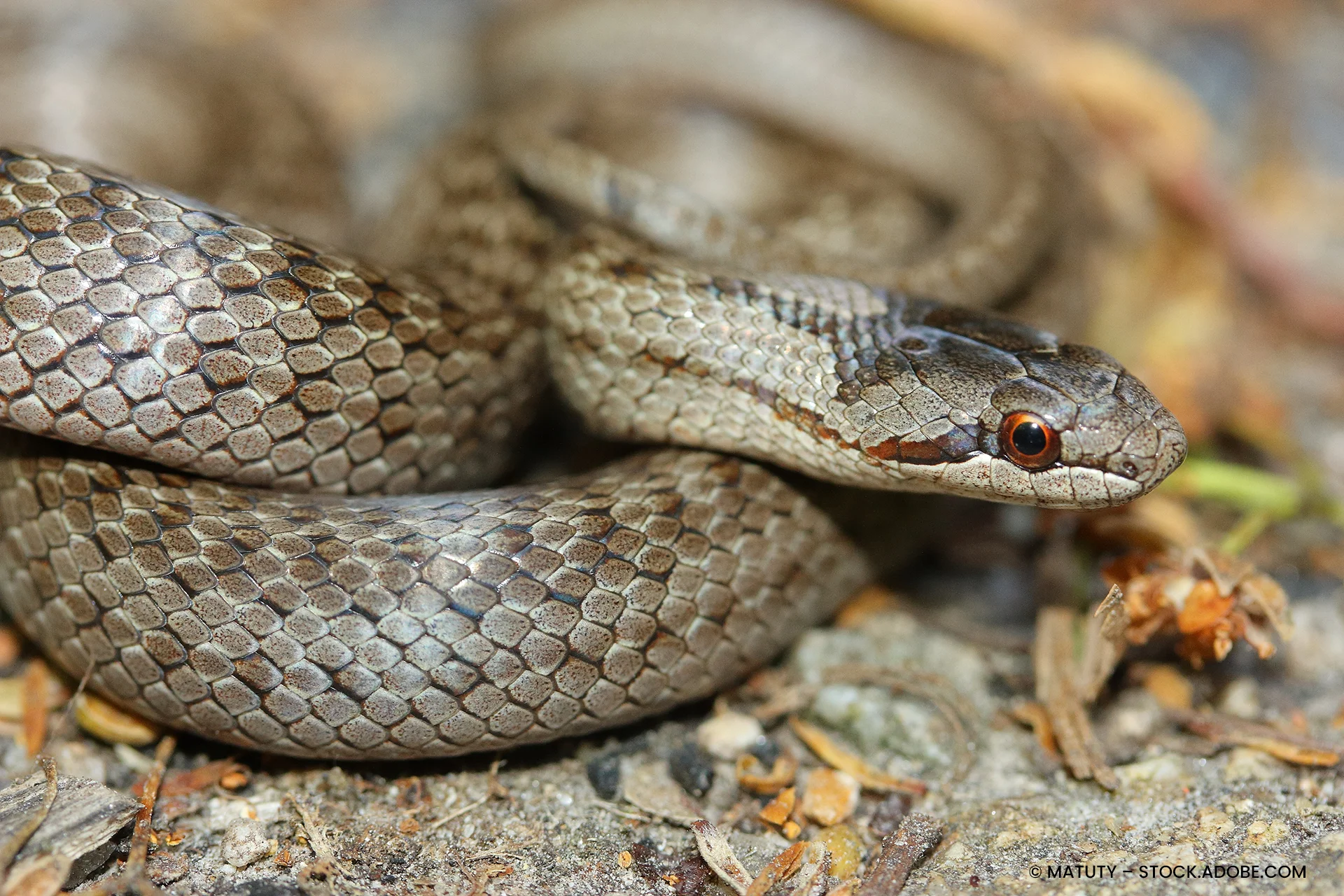 Schlingnatter Coronella austriaca