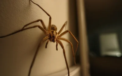 Spinnen im Haus: Nützliche Helfer oder ungebetene Gäste?
