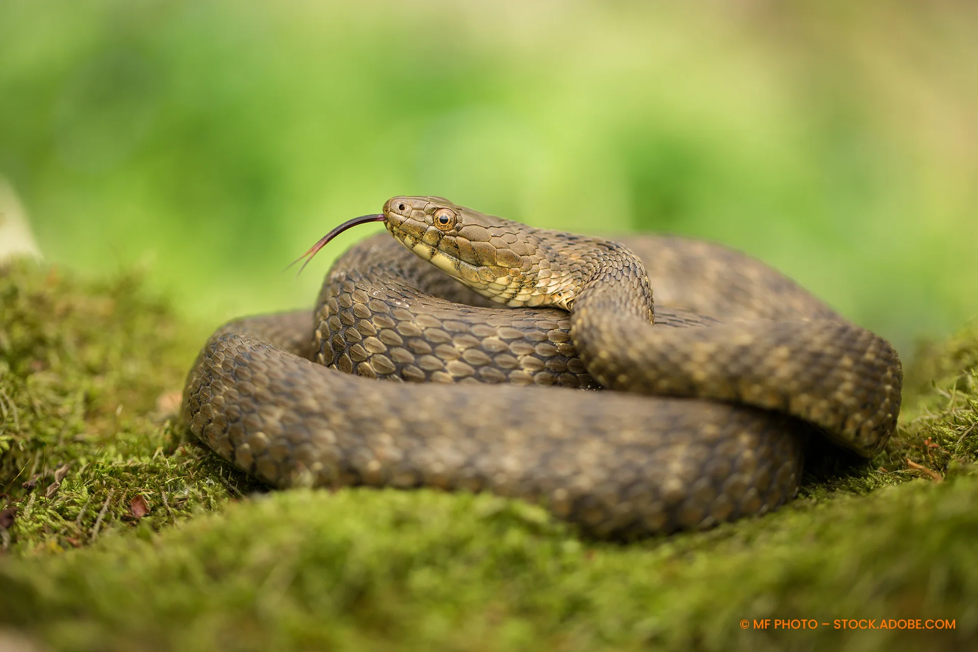 Würfelnatter Natrix tessellata