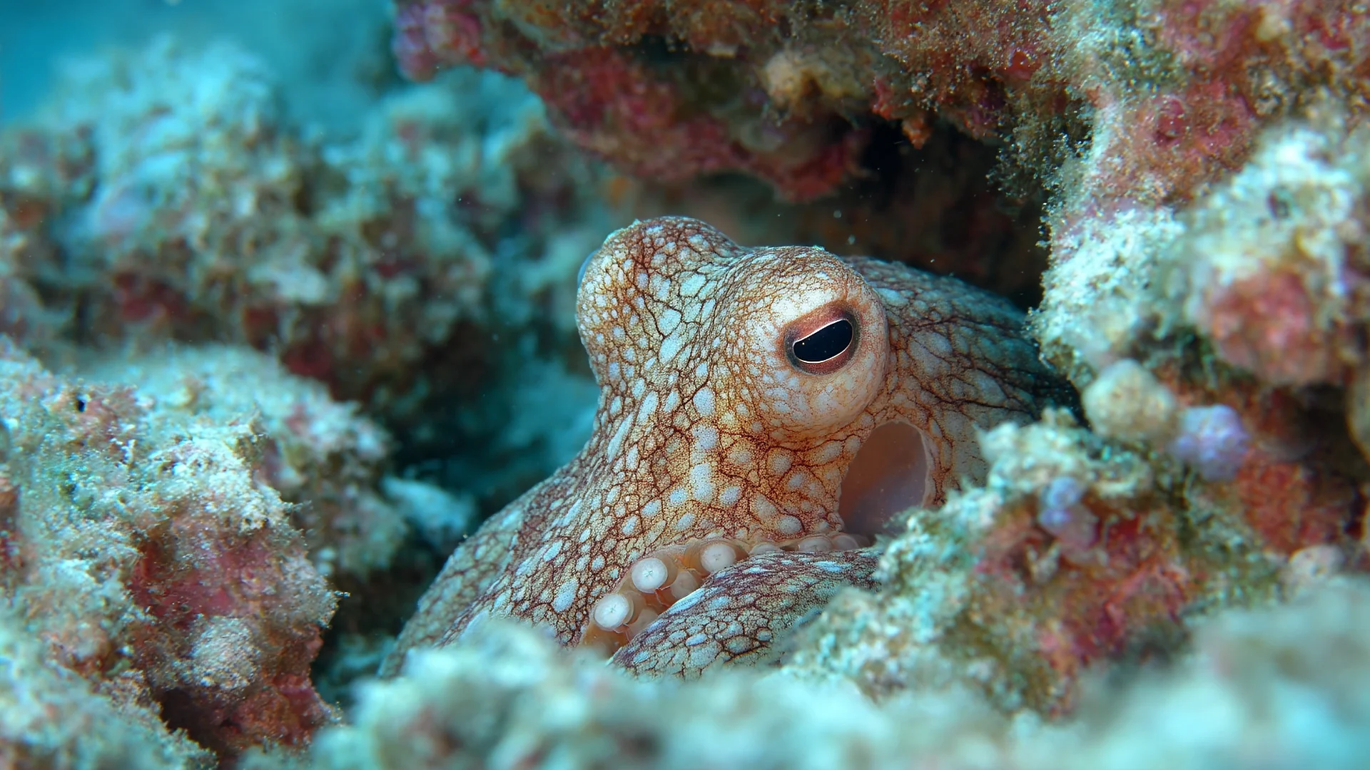 Oktopus perfekt getarnt