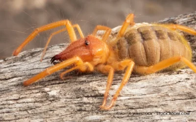 Kamelspinne als Haustier? Haltung, Steckbrief & Fakten