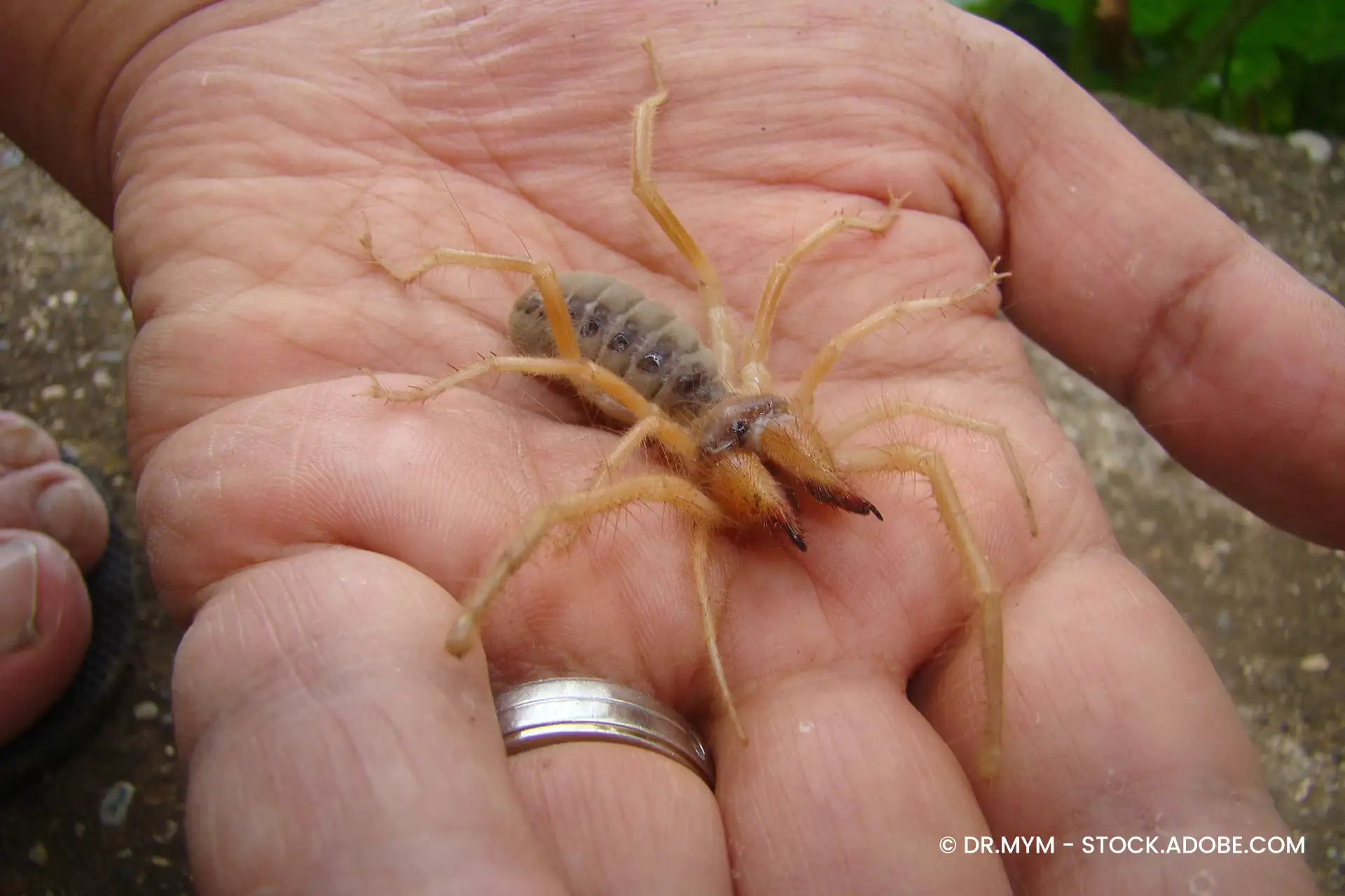 Kamelspinne auf der Hand