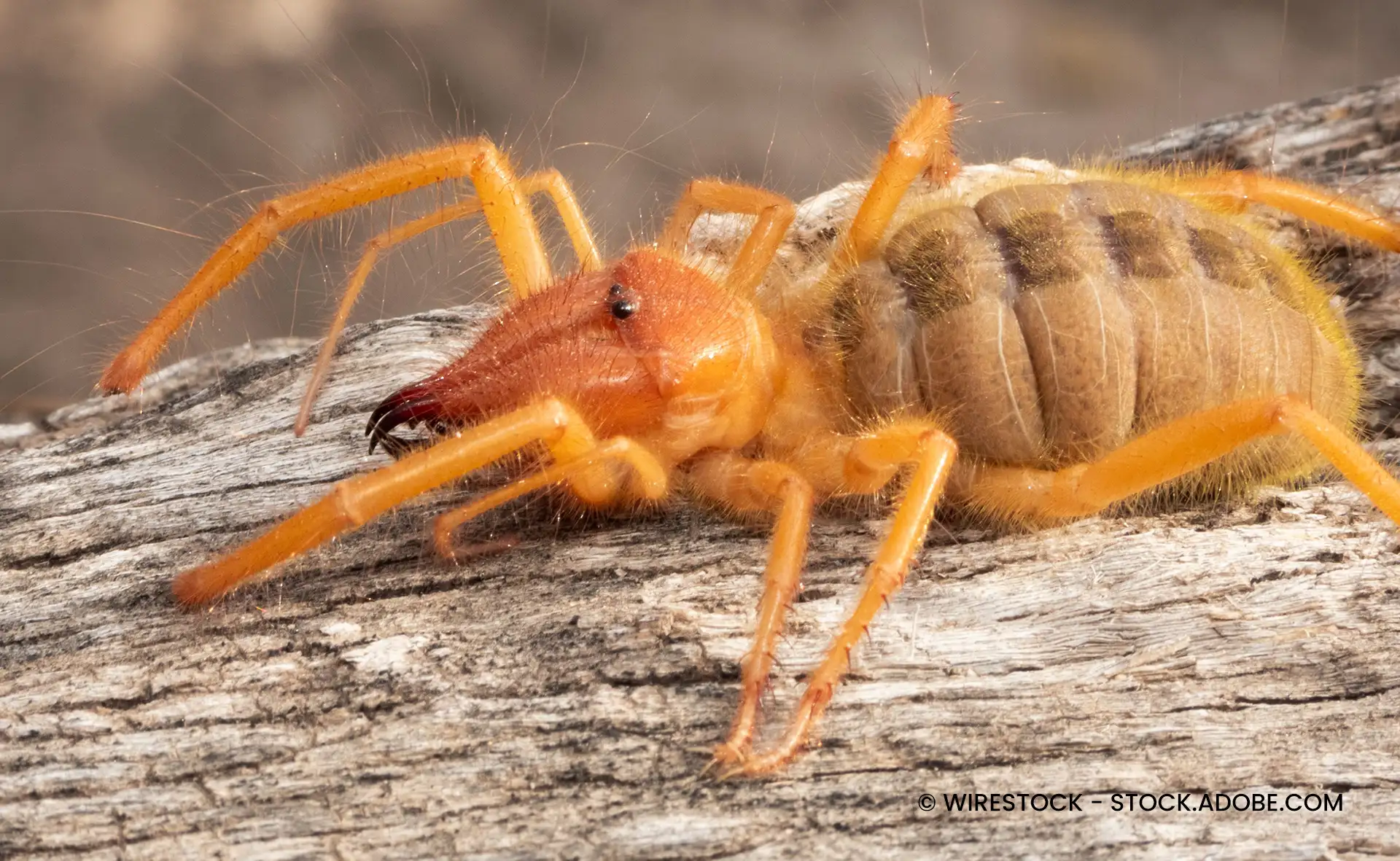 Kamelspinne