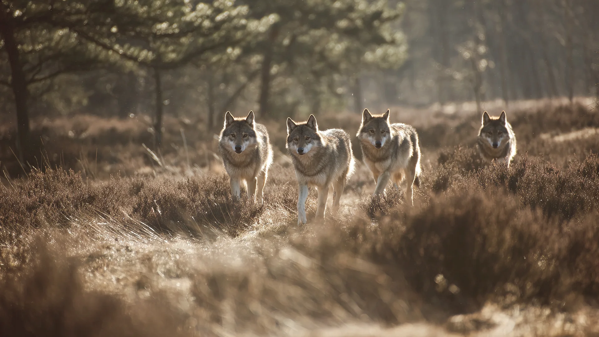 Lebensraum Wolf