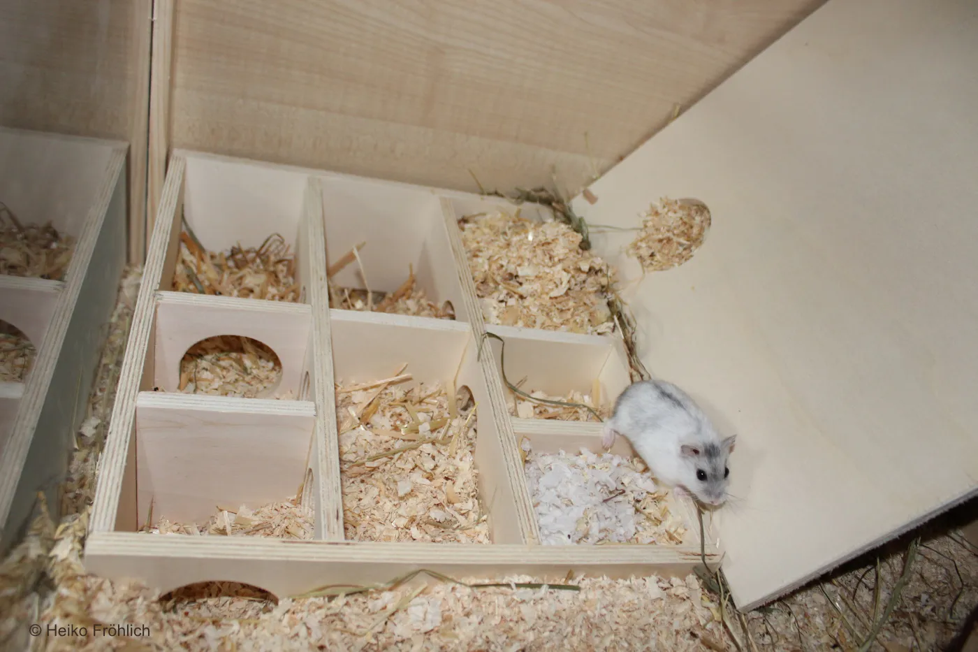 Campbell Hamster Mehrkammernhaus