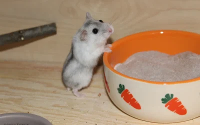 Wie leben Campbell Zwerghamster in freier Natur?