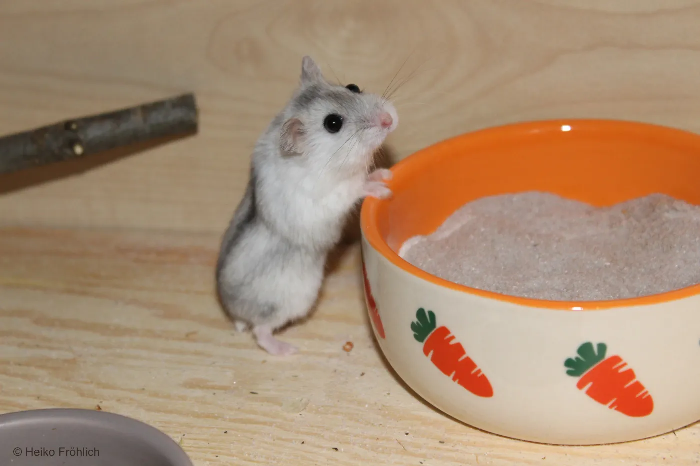 Campbell Zwerghamster