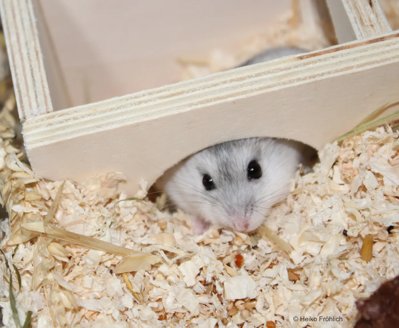 Hamster niedlich im Hamsterheim