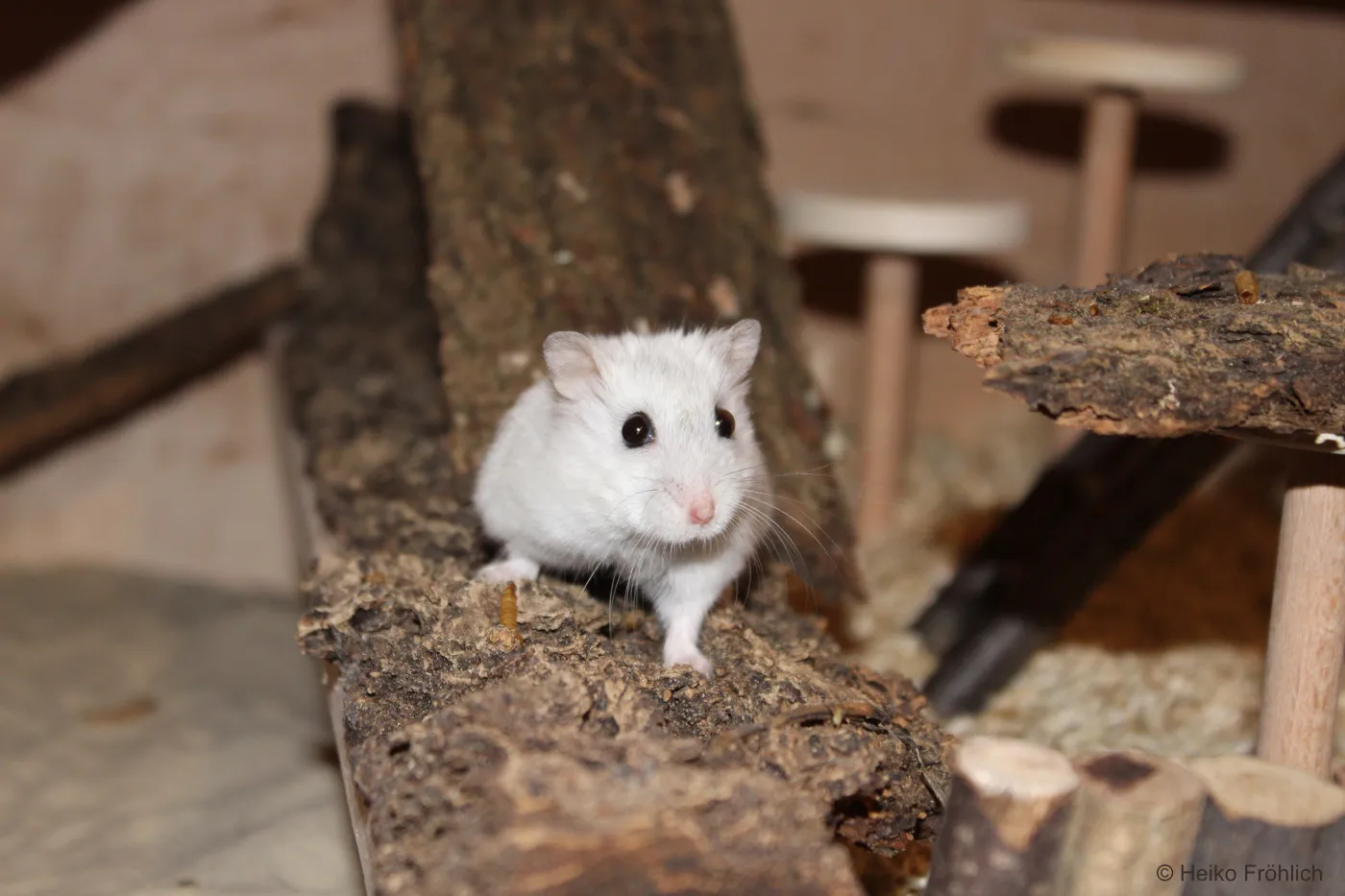 Zwerghamster klettert